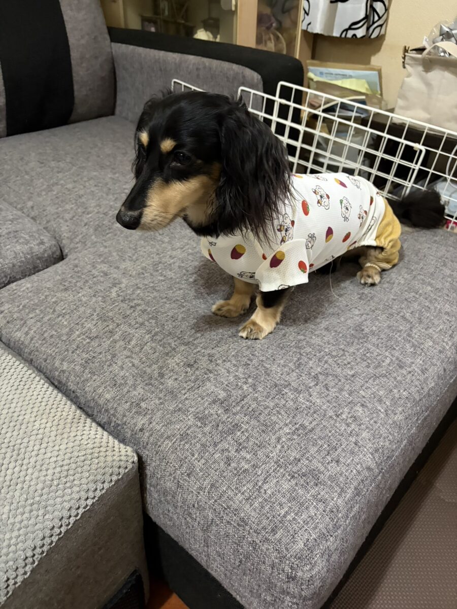 日本ペット服手作り協会講座 生徒作品9