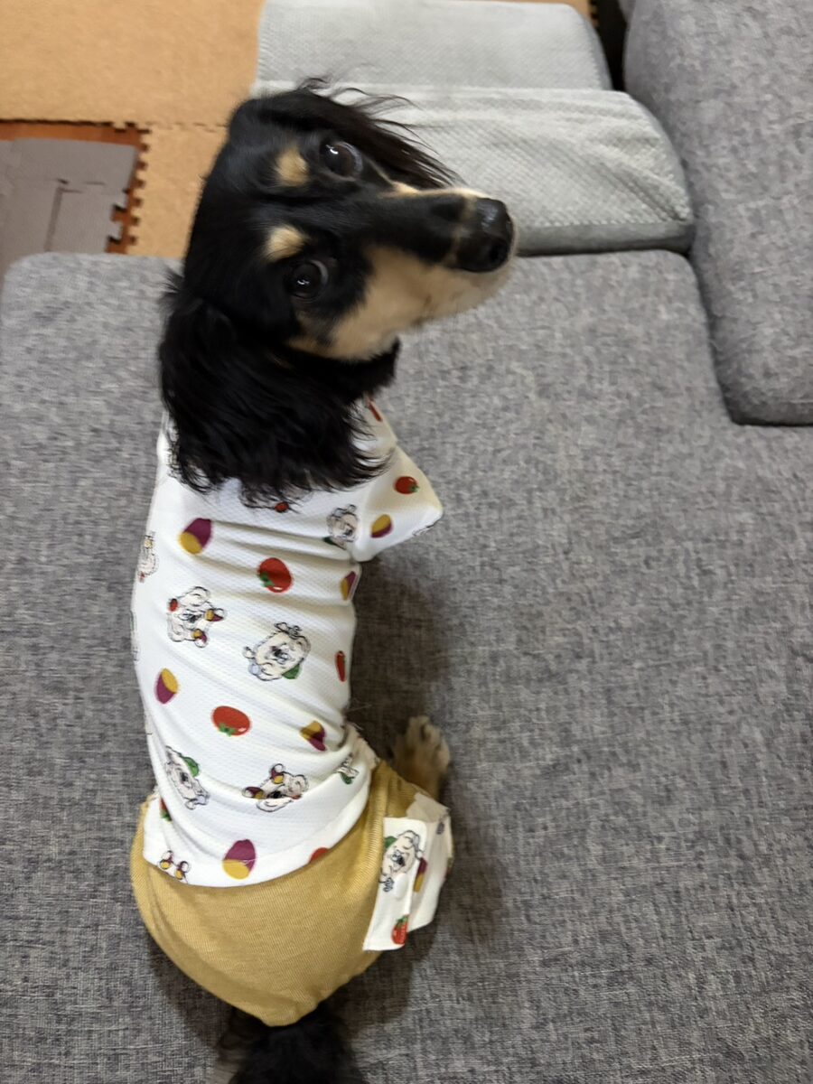 日本ペット服手作り協会講座 生徒作品10