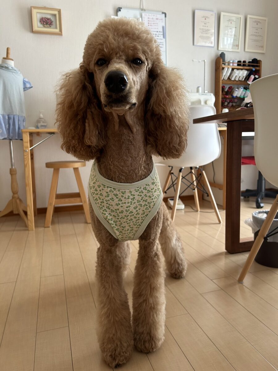 「うちの子サイズ」犬服講座 生徒作品8