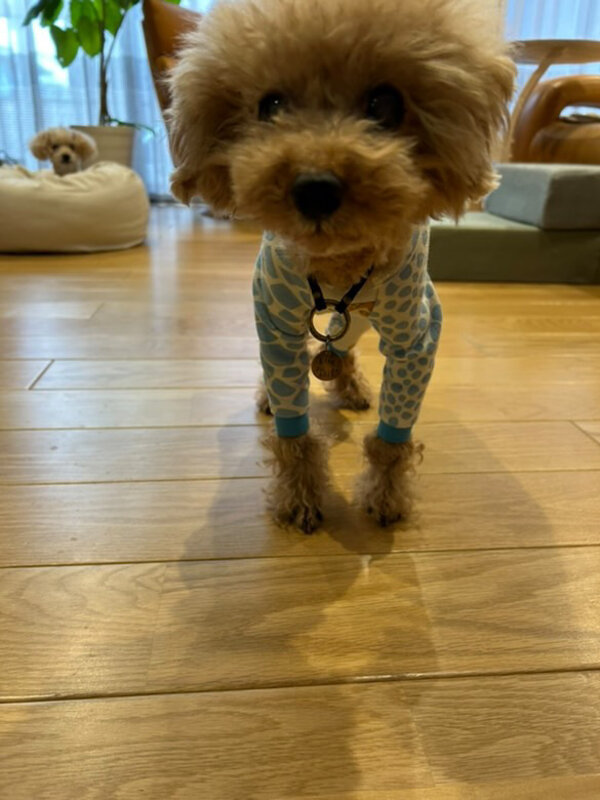 「うちの子サイズ」犬服講座 生徒作品10