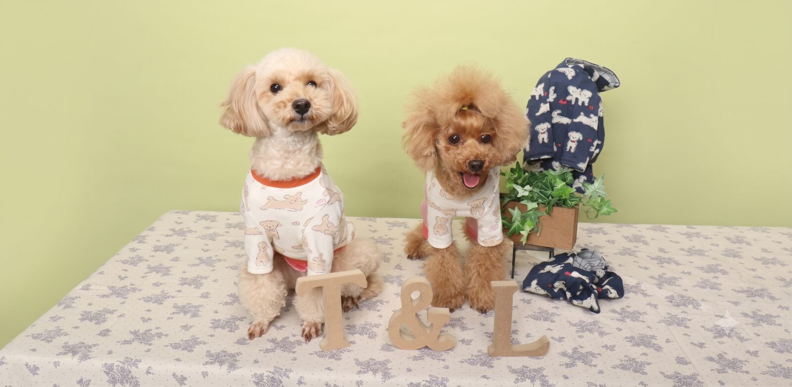 おそろいの犬服を着たモデル犬のトイプードル