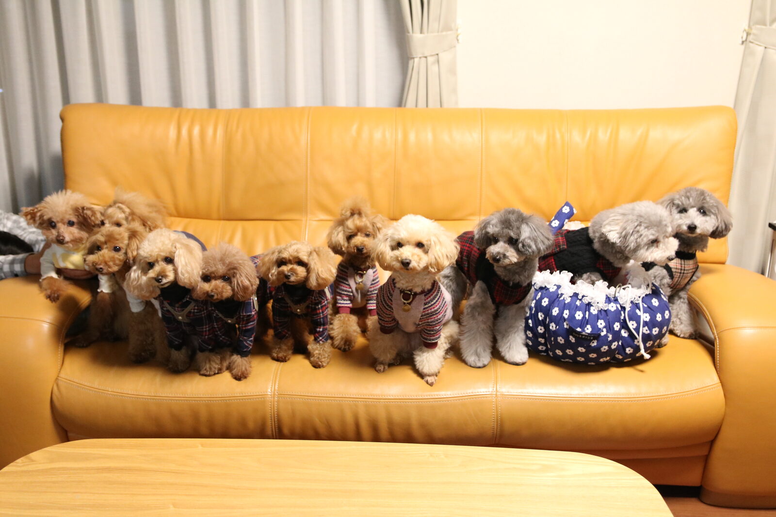 犬服を着たトイプードルたちの集合写真