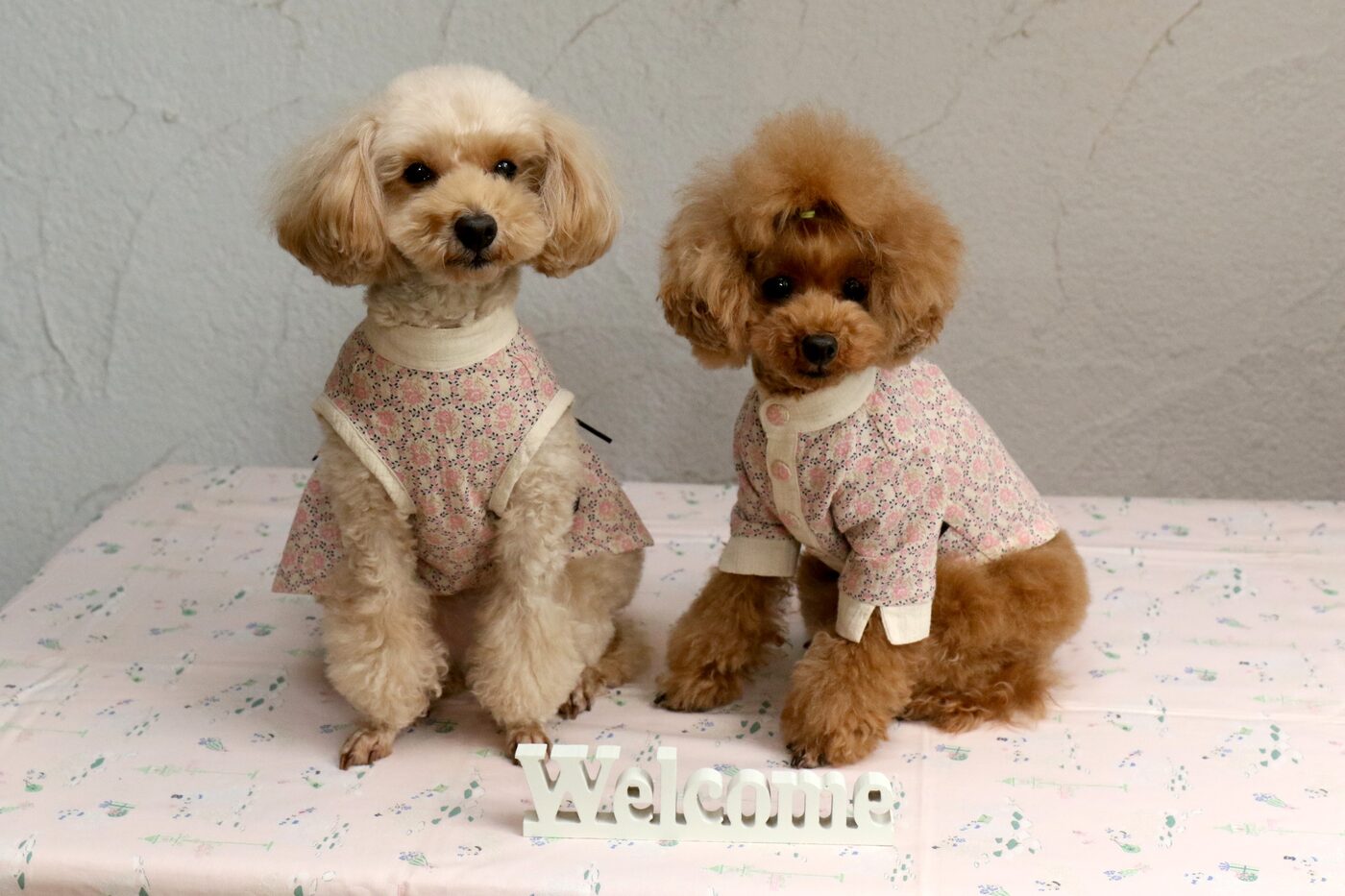 モデル犬 ティアラ（左）とライム（右）